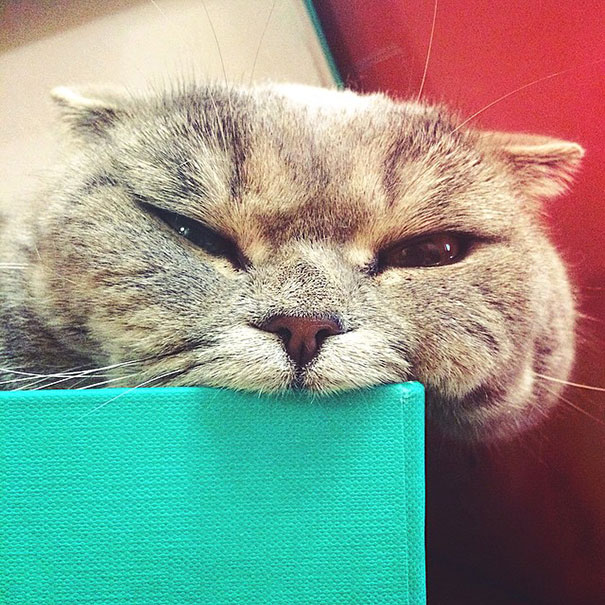 Ridiculously Cute Pics Of The 'Einstein' Cat Who Got Really Grumpy Ridiculously Cute Pics Of The 'Einstein' Cat Who Got Really Grumpy