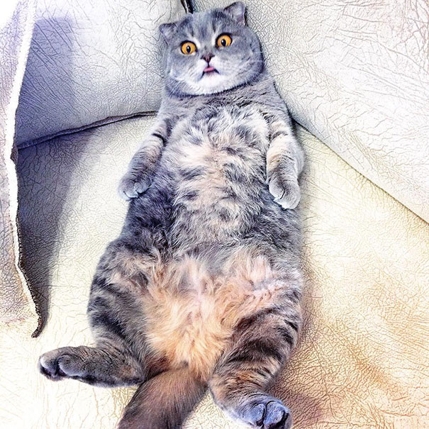 Ridiculously Cute Pics Of The 'Einstein' Cat Who Got Really Grumpy