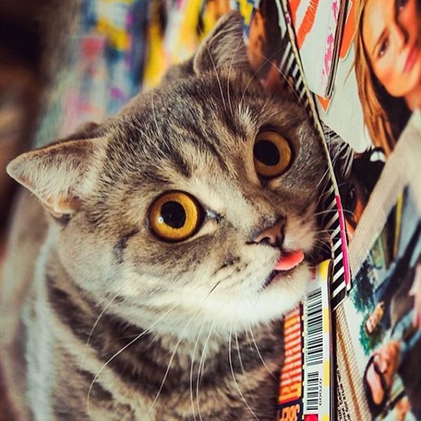 Ridiculously Cute Pics Of The 'Einstein' Cat Who Got Really Grumpy Ridiculously Cute Pics Of The 'Einstein' Cat Who Got Really Grumpy