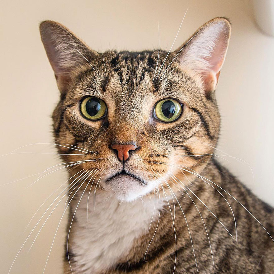 Cats Are Not Cold, They Have Emotions Just Like You Cats Are Not Cold, They Have Emotions Just Like You