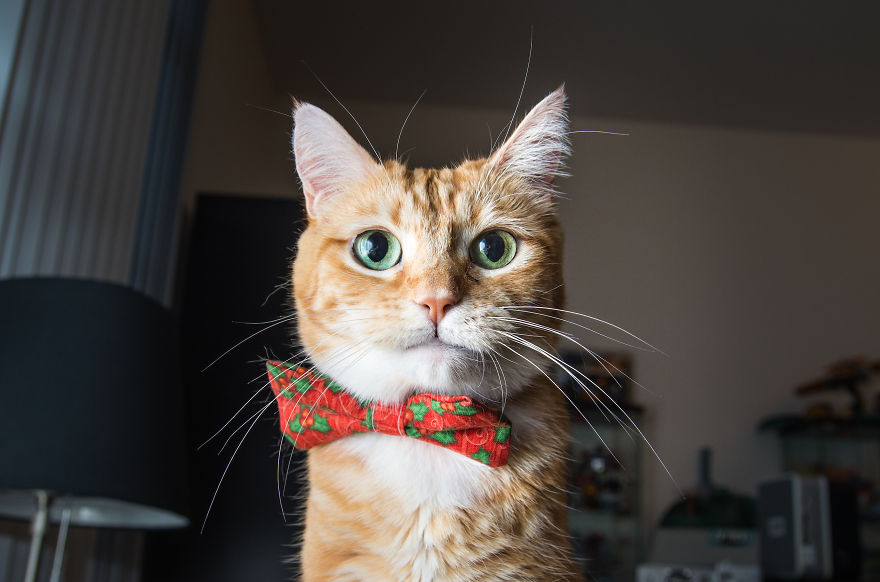 Cats Are Not Cold, They Have Emotions Just Like You