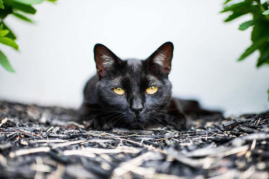 Cats Are Not Cold, They Have Emotions Just Like You Cats Are Not Cold, They Have Emotions Just Like You