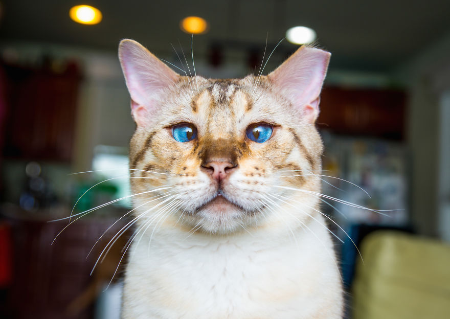 Cats Are Not Cold, They Have Emotions Just Like You