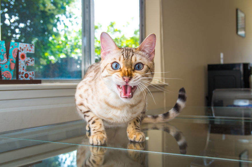 Cats Are Not Cold, They Have Emotions Just Like You Cats Are Not Cold, They Have Emotions Just Like You