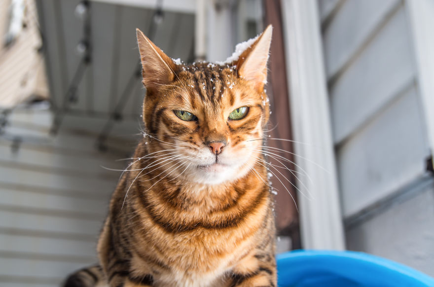 Cats Are Not Cold, They Have Emotions Just Like You Cats Are Not Cold, They Have Emotions Just Like You