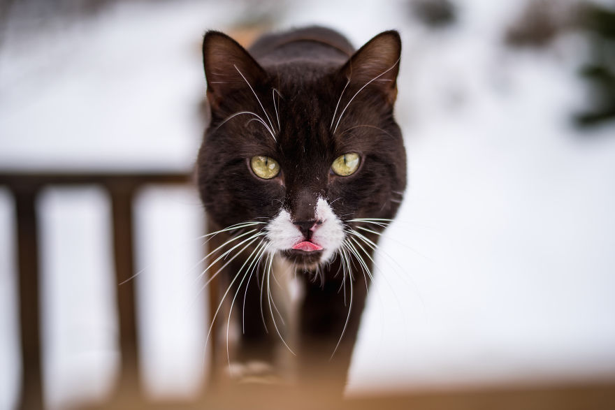 Cats Are Not Cold, They Have Emotions Just Like You Cats Are Not Cold, They Have Emotions Just Like You