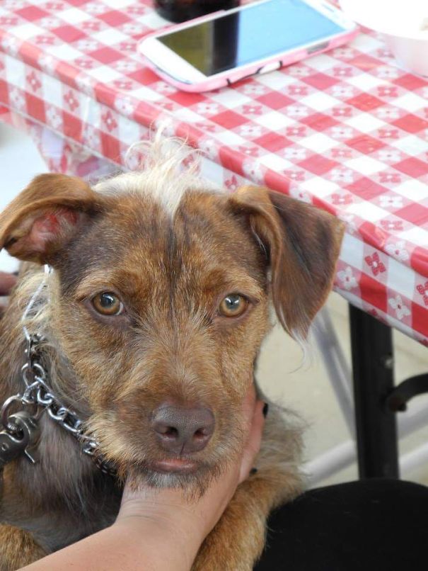 Guido... My Porkie (pitbull Yorkie Mix + Some Wirehaired Vizla)