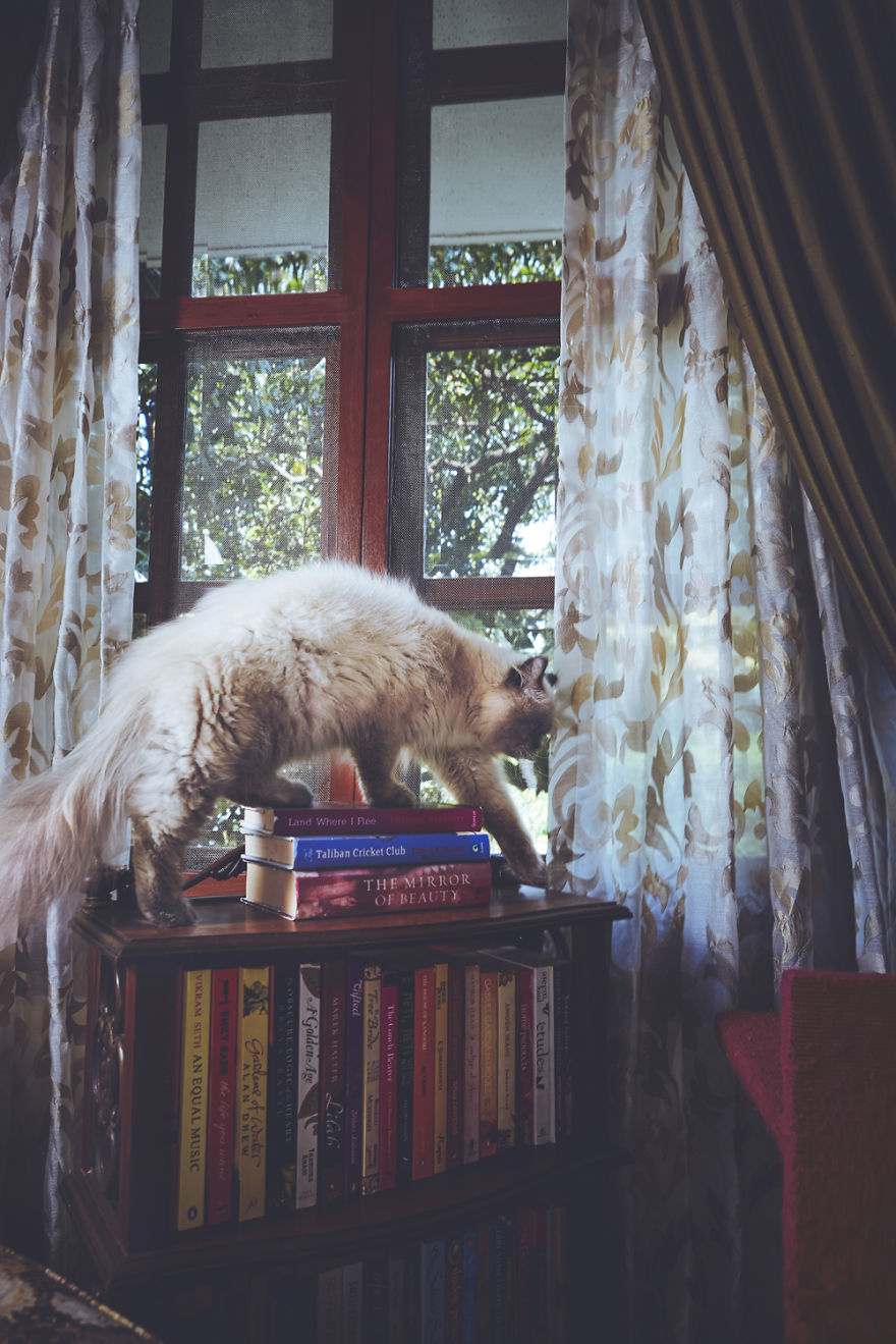 I Take Portraits Of Cats With Proper Manners