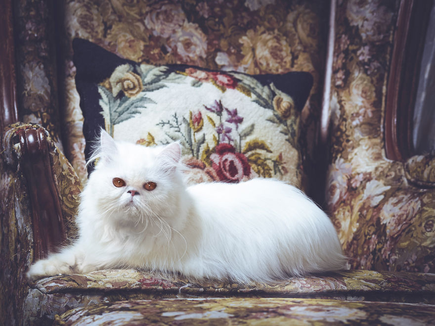 I Take Portraits Of Cats With Proper Manners I Take Portraits Of Cats With Proper Manners