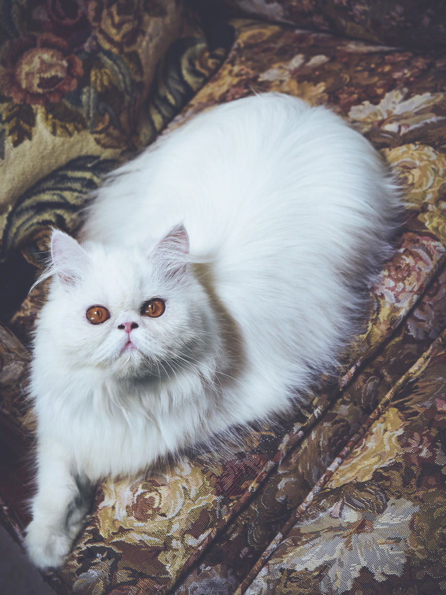 I Take Portraits Of Cats With Proper Manners