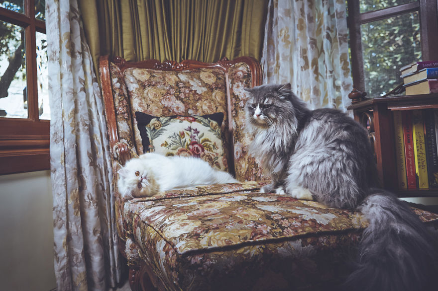 I Take Portraits Of Cats With Proper Manners I Take Portraits Of Cats With Proper Manners