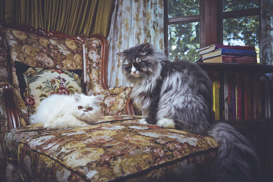 I Take Portraits Of Cats With Proper Manners