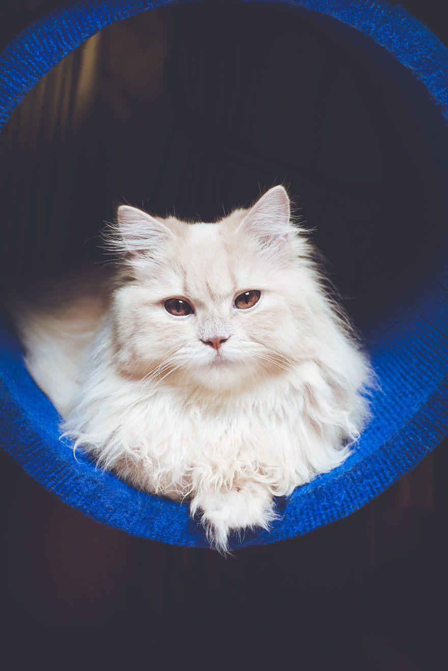 I Take Portraits Of Cats With Proper Manners I Take Portraits Of Cats With Proper Manners