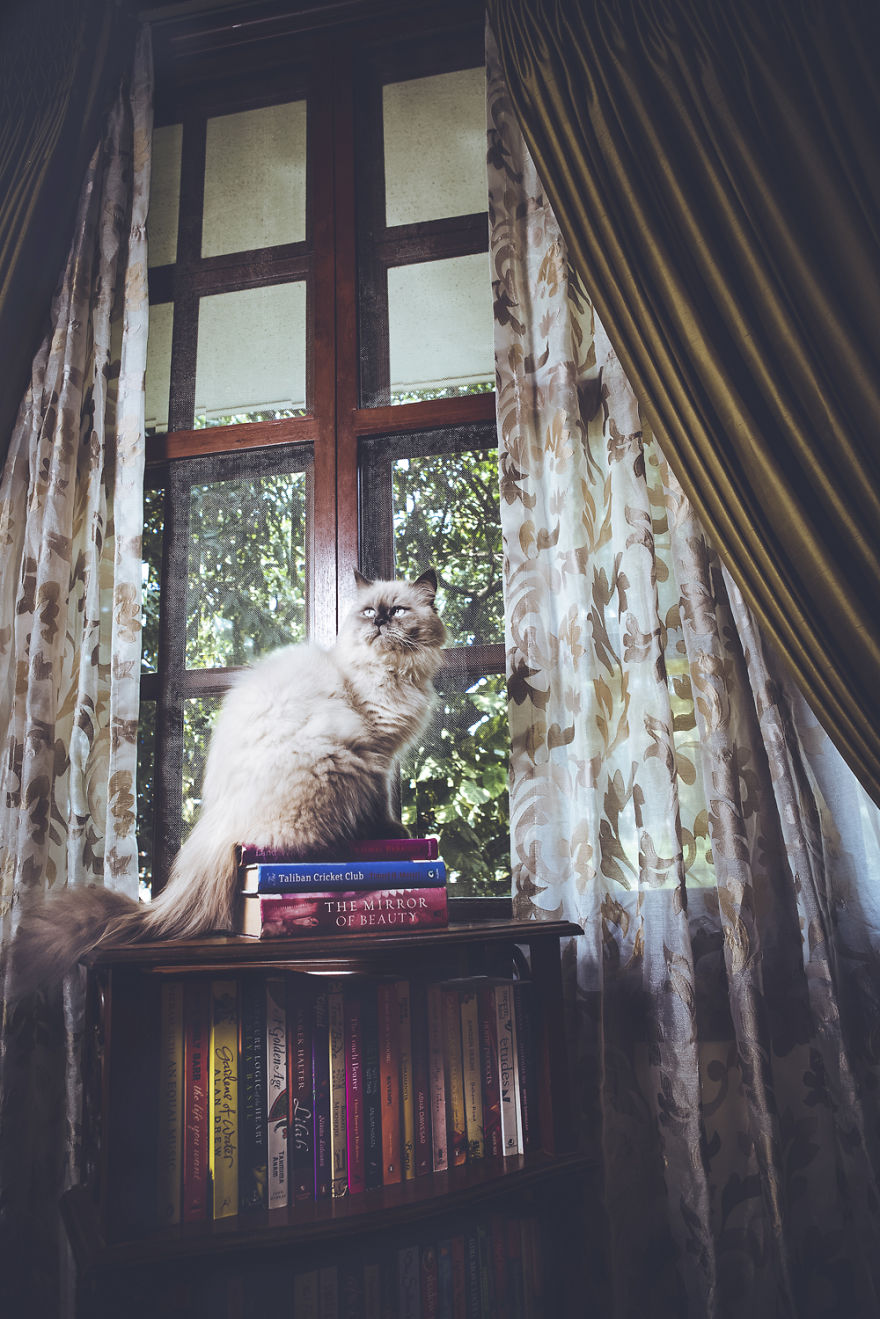 I Take Portraits Of Cats With Proper Manners I Take Portraits Of Cats With Proper Manners