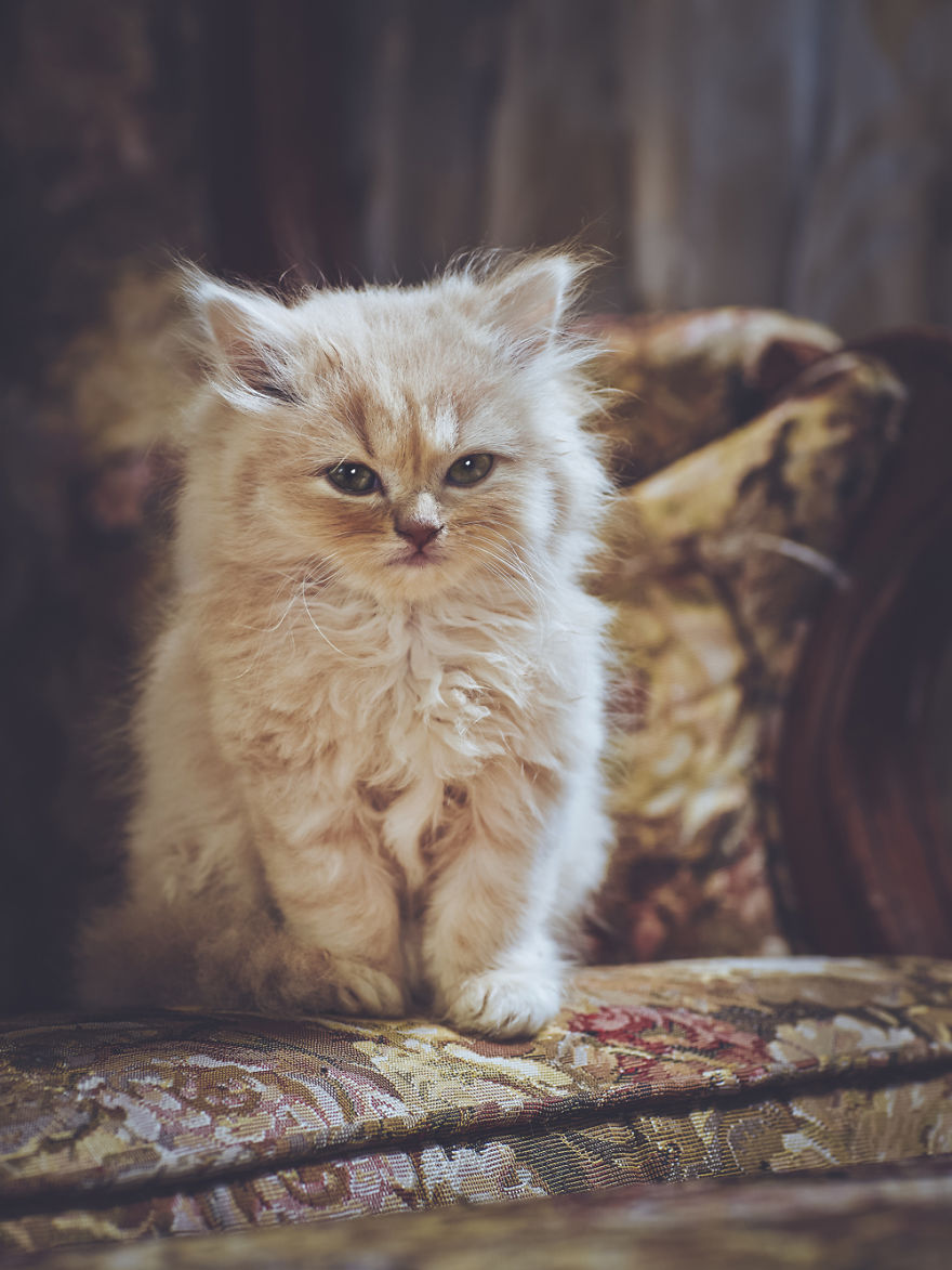 I Take Portraits Of Cats With Proper Manners