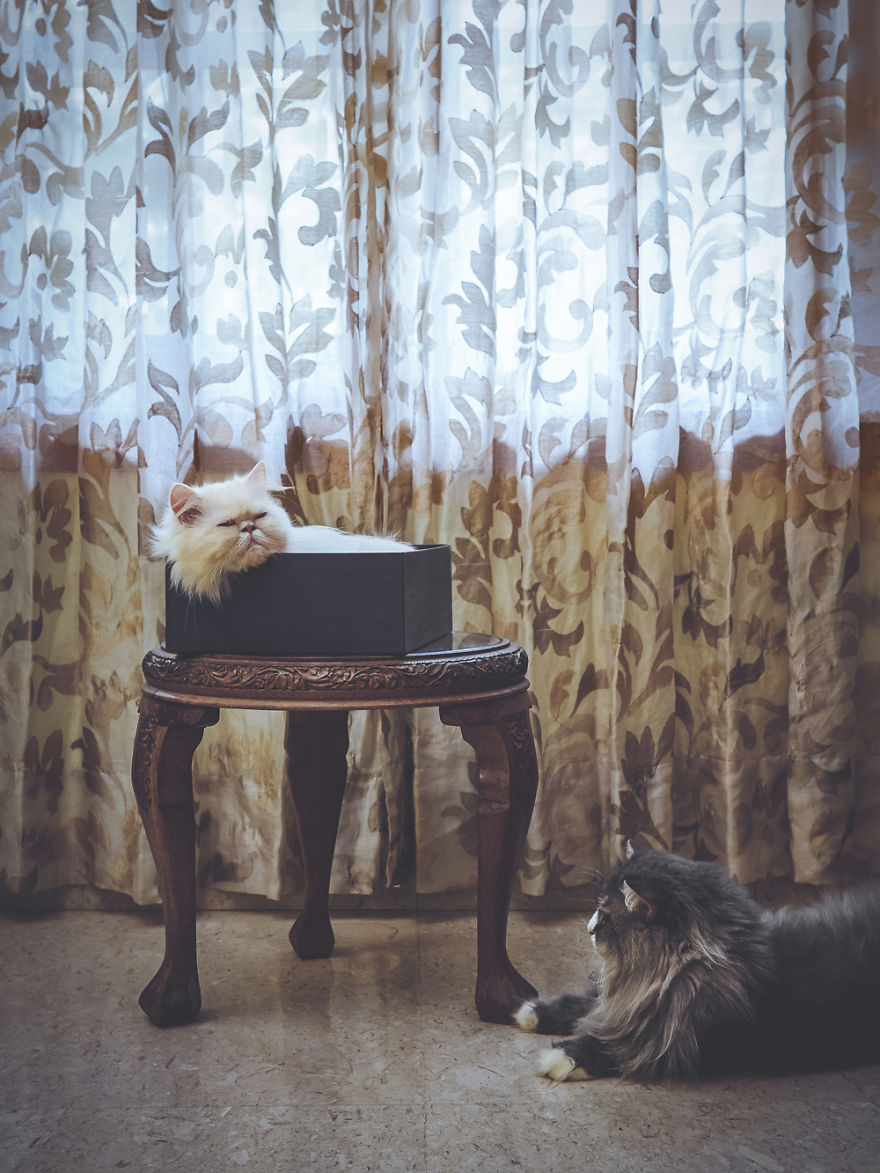 I Take Portraits Of Cats With Proper Manners