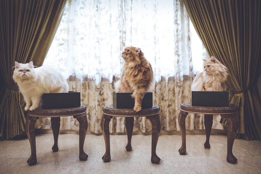 I Take Portraits Of Cats With Proper Manners I Take Portraits Of Cats With Proper Manners