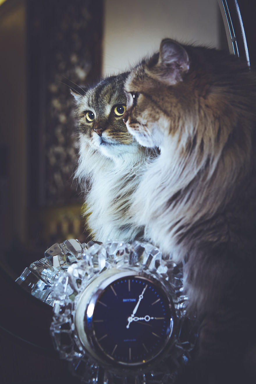I Take Portraits Of Cats With Proper Manners I Take Portraits Of Cats With Proper Manners