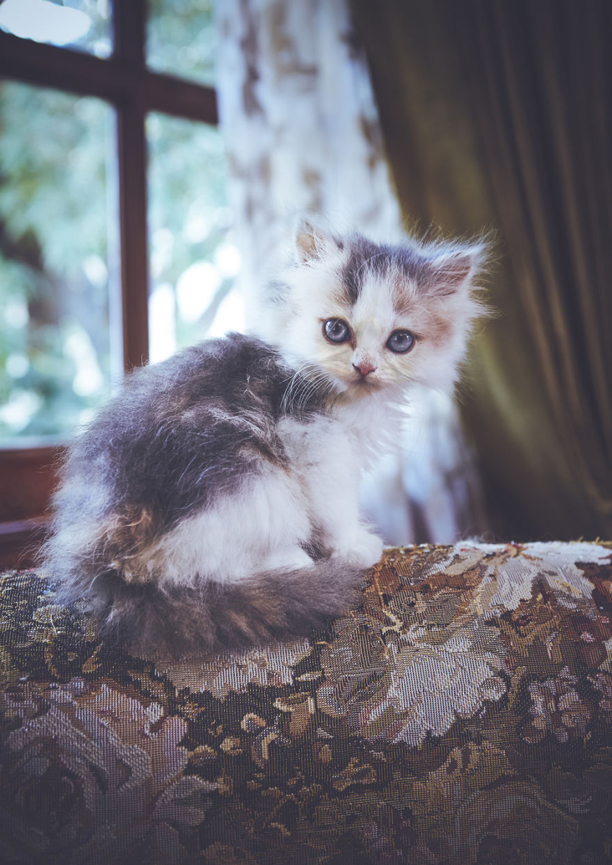 I Take Portraits Of Cats With Proper Manners I Take Portraits Of Cats With Proper Manners