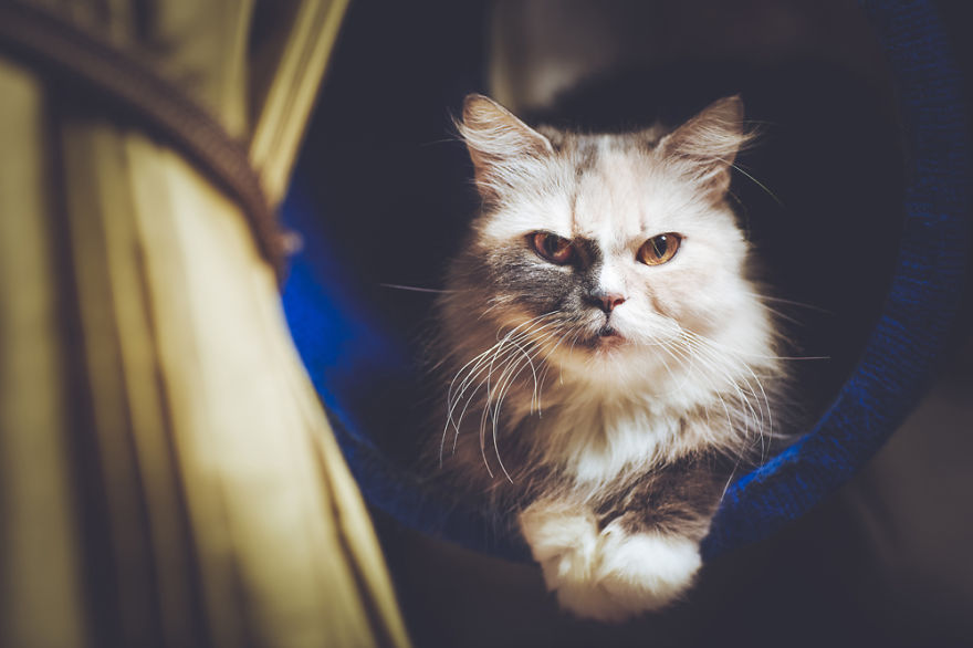 I Take Portraits Of Cats With Proper Manners