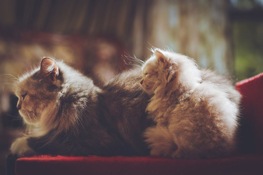 I Take Portraits Of Cats With Proper Manners