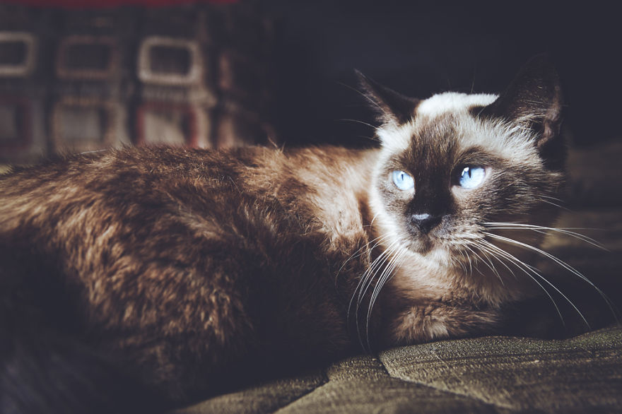 I Take Portraits Of Cats With Proper Manners