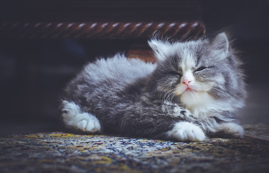 I Take Portraits Of Cats With Proper Manners