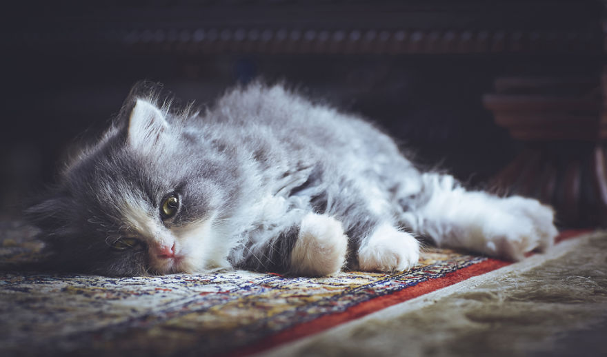 I Take Portraits Of Cats With Proper Manners I Take Portraits Of Cats With Proper Manners