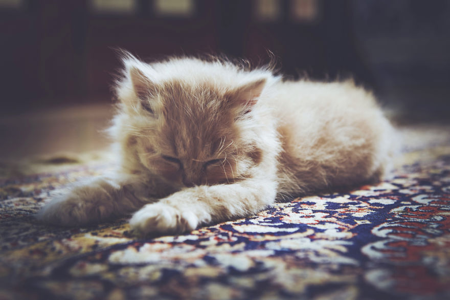 I Take Portraits Of Cats With Proper Manners