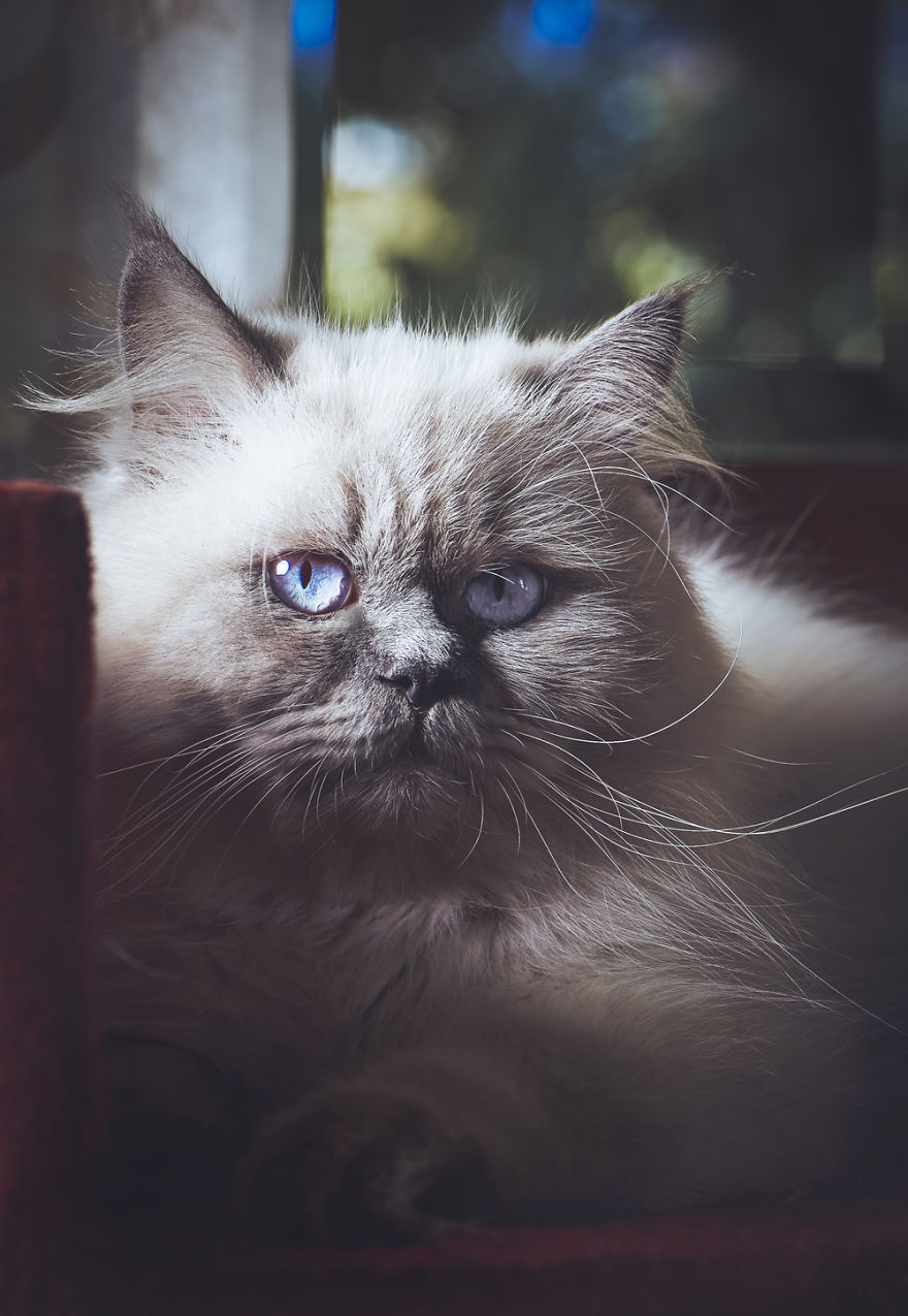 I Take Portraits Of Cats With Proper Manners