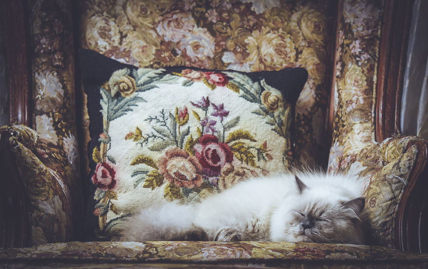 I Take Portraits Of Cats With Proper Manners