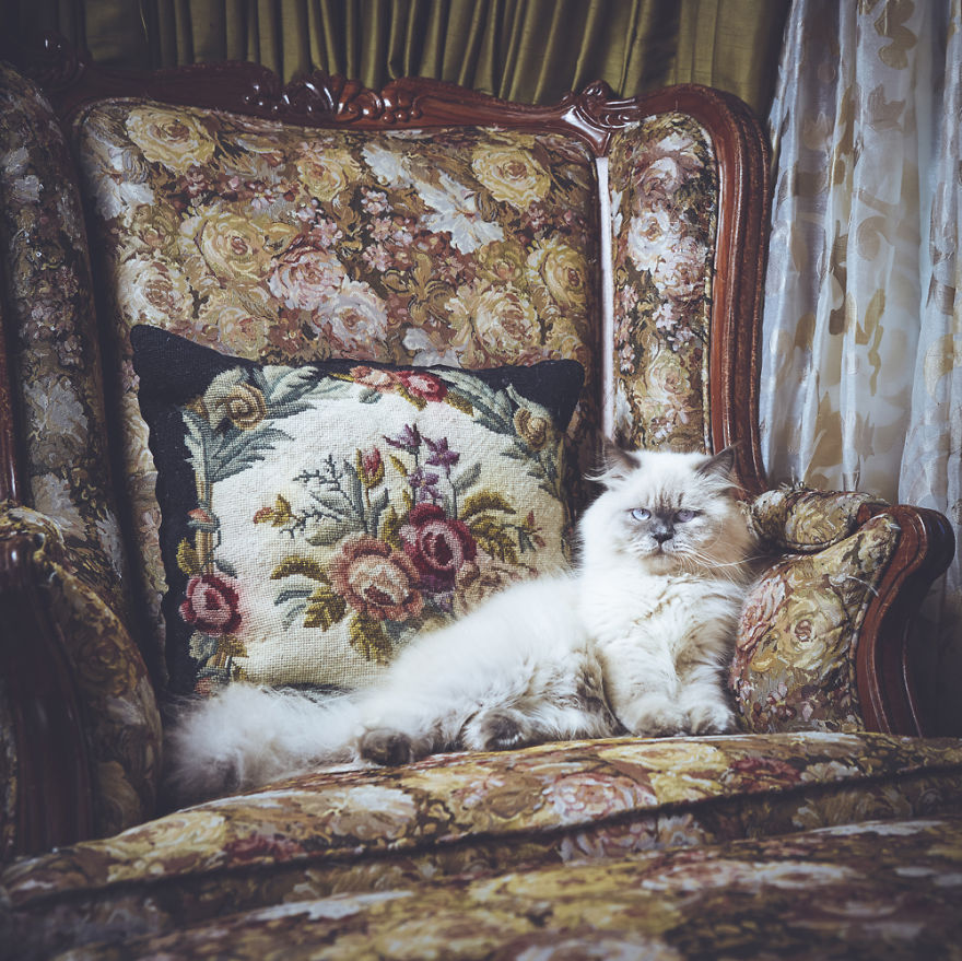 I Take Portraits Of Cats With Proper Manners I Take Portraits Of Cats With Proper Manners