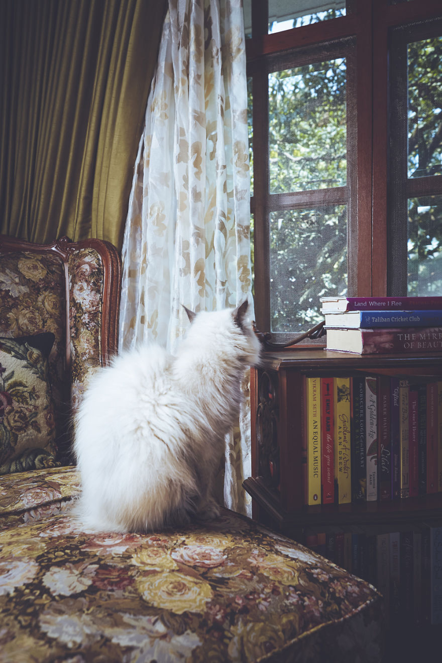 I Take Portraits Of Cats With Proper Manners