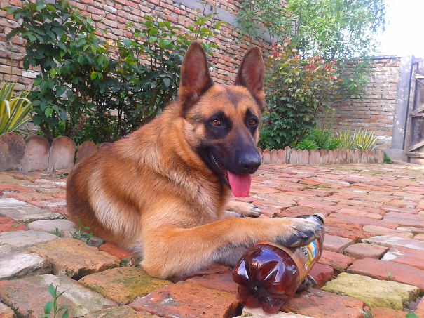 Belgian Shepherd(malinoa) And German Shepherd