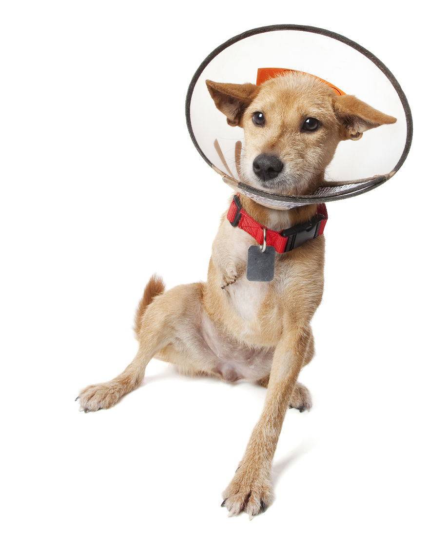 Perfect Imperfection: Photographer Documents The Beauty Of Animals With Disabilities Perfect Imperfection: Photographer Documents The Beauty Of Animals With Disabilities