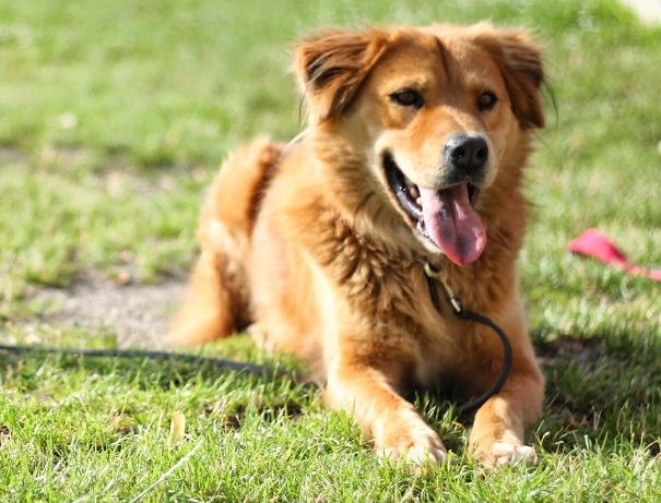 Chowriever (chowchow + Golden Retriever)