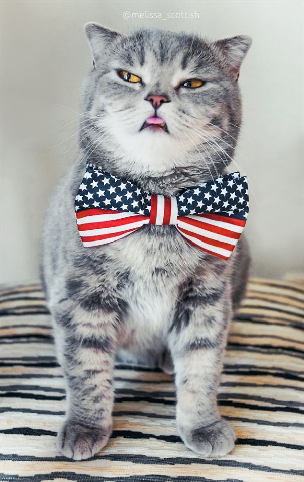 Ridiculously Cute Pics Of The 'Einstein' Cat Who Got Really Grumpy Ridiculously Cute Pics Of The 'Einstein' Cat Who Got Really Grumpy