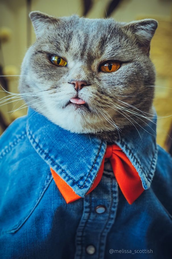 Ridiculously Cute Pics Of The 'Einstein' Cat Who Got Really Grumpy Ridiculously Cute Pics Of The 'Einstein' Cat Who Got Really Grumpy