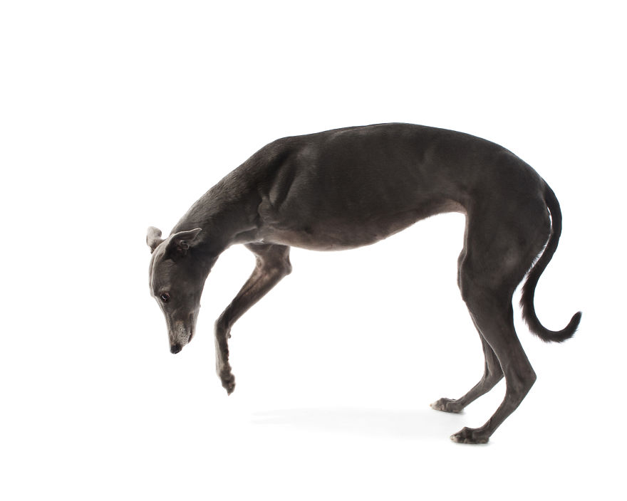 Perfect Imperfection: Photographer Documents The Beauty Of Animals With Disabilities Perfect Imperfection: Photographer Documents The Beauty Of Animals With Disabilities