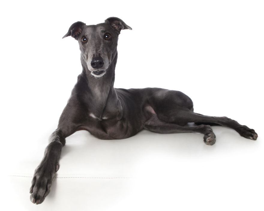 Perfect Imperfection: Photographer Documents The Beauty Of Animals With Disabilities Perfect Imperfection: Photographer Documents The Beauty Of Animals With Disabilities