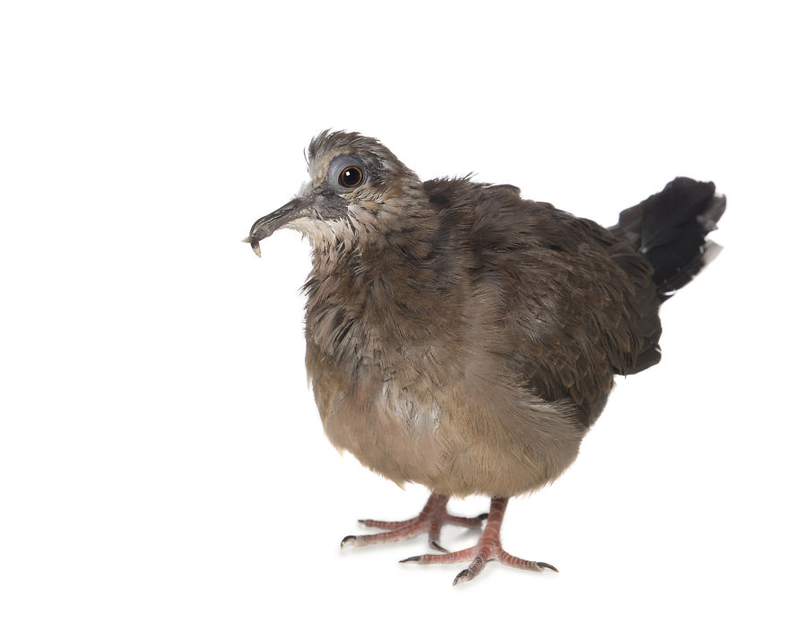 Perfect Imperfection: Photographer Documents The Beauty Of Animals With Disabilities Perfect Imperfection: Photographer Documents The Beauty Of Animals With Disabilities