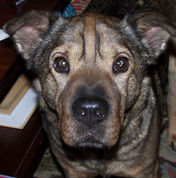 Holly Is A Shlab = Shar-pei + Yellow Lab