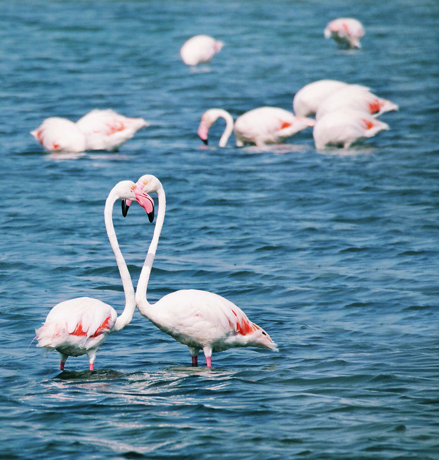 I Look For Art When I Go Birdwatching I Look For Art When I Go Birdwatching