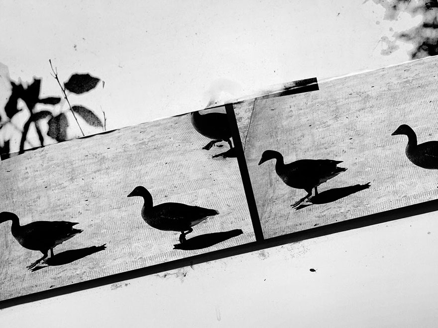 I Look For Art When I Go Birdwatching