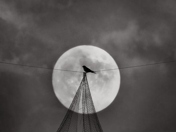 I Look For Art When I Go Birdwatching