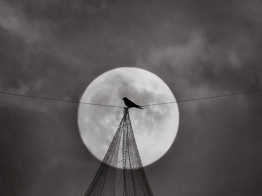 I Look For Art When I Go Birdwatching