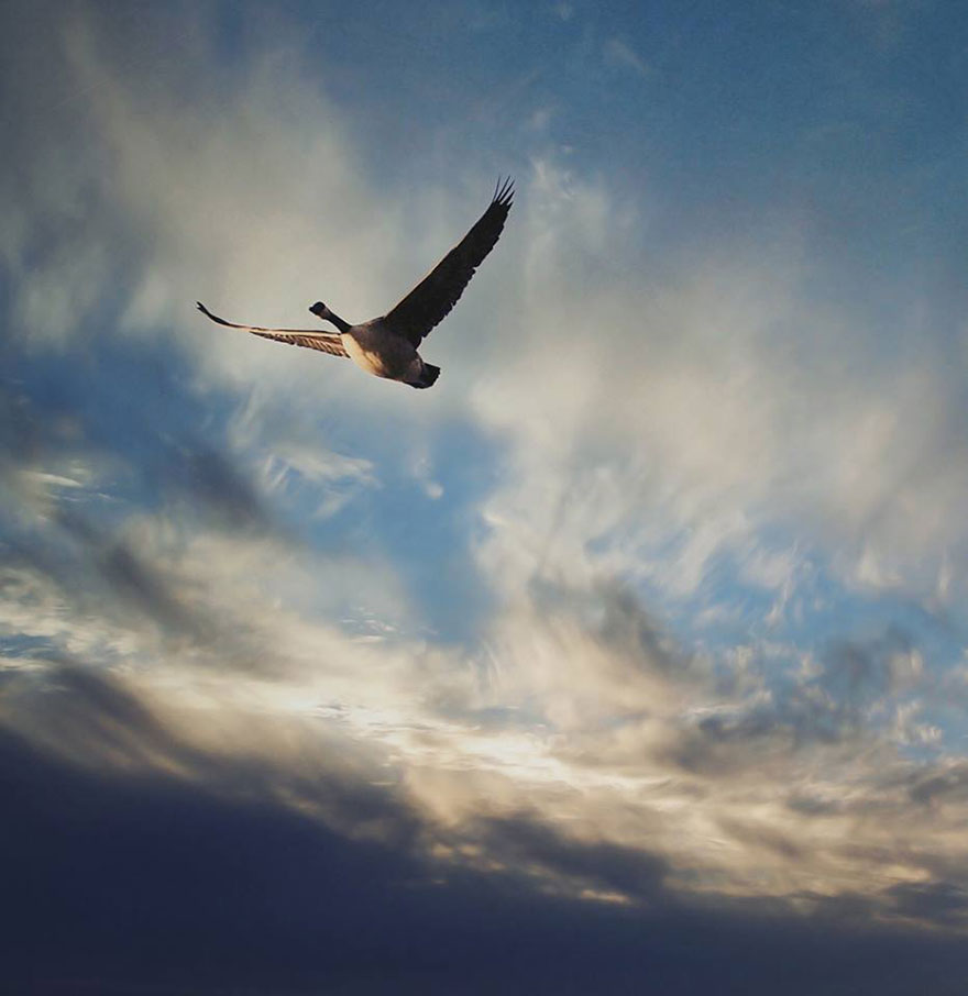 I Look For Art When I Go Birdwatching