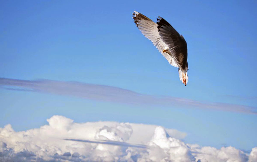 I Look For Art When I Go Birdwatching