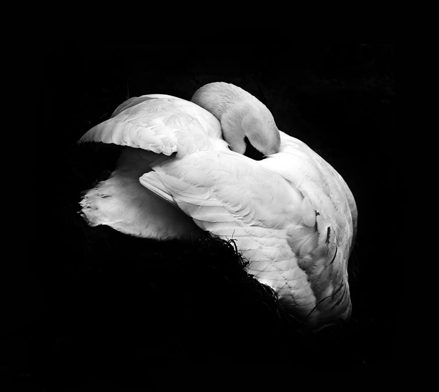 I Look For Art When I Go Birdwatching