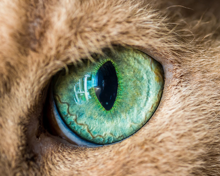 15 Macro Shots Of Cat Eyes From My Recent Cat-O-Shoot